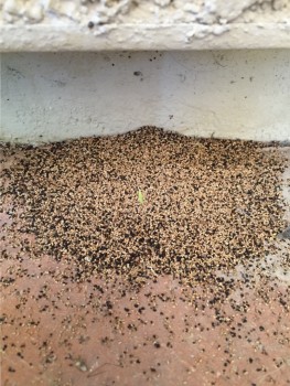DryWood Termites