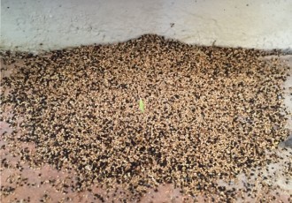 DryWood Termites