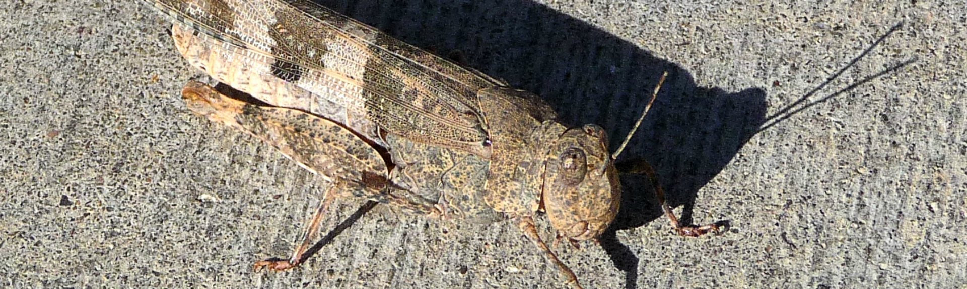 Grasshopper1920